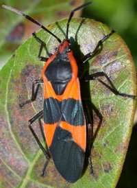 Large Milkweed Bug